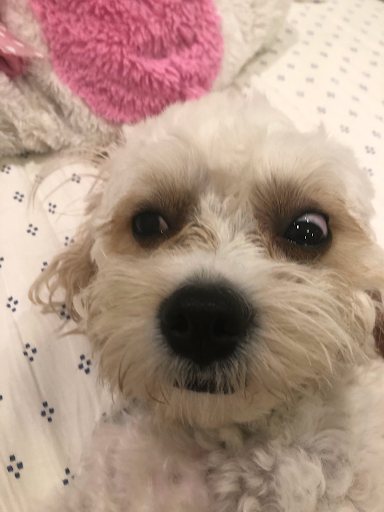 Gubee portrait 13