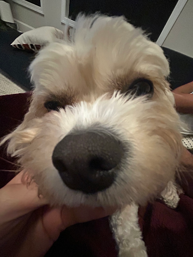Gubee portrait 2