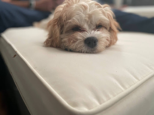 Gubee portrait 4