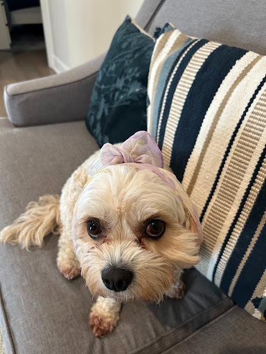 Gubee portrait 6